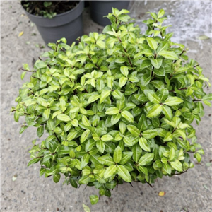 Pittosporum Tenuifolium 'Gold Ball' (Clipped Ball)